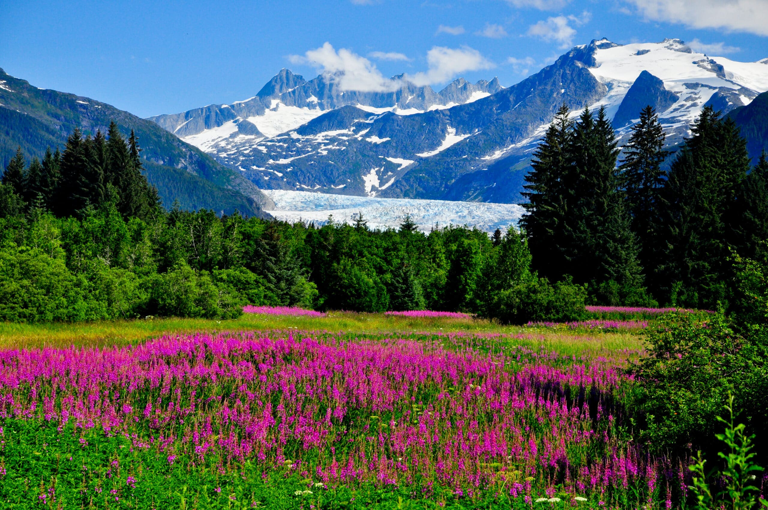 Mendenhall Glacier Viewpoint with Fireweed in bloom, Alaska, USA