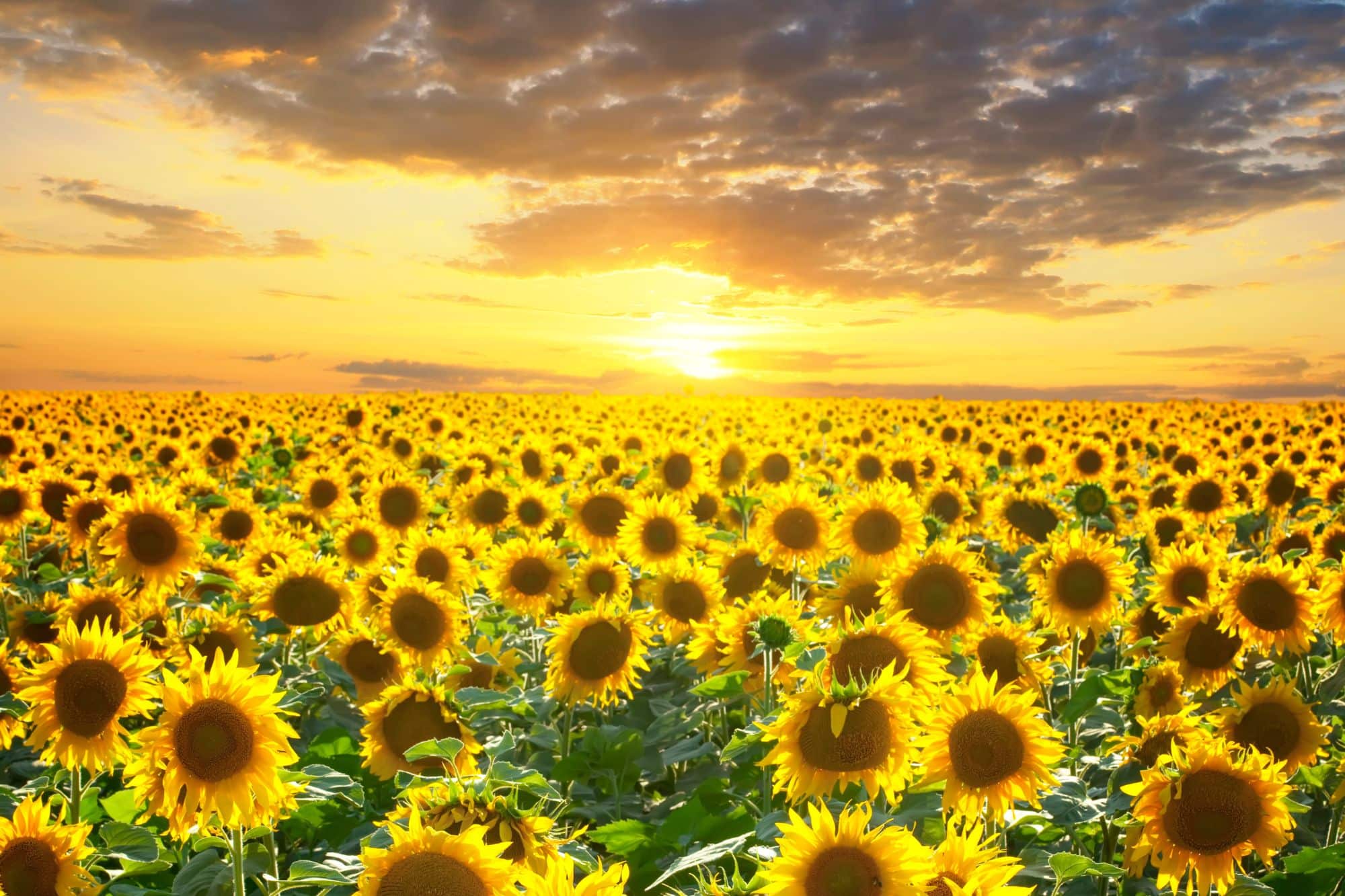 Travel Healthcare Jobs in Kansas Sunflower field in Kansas at sunset