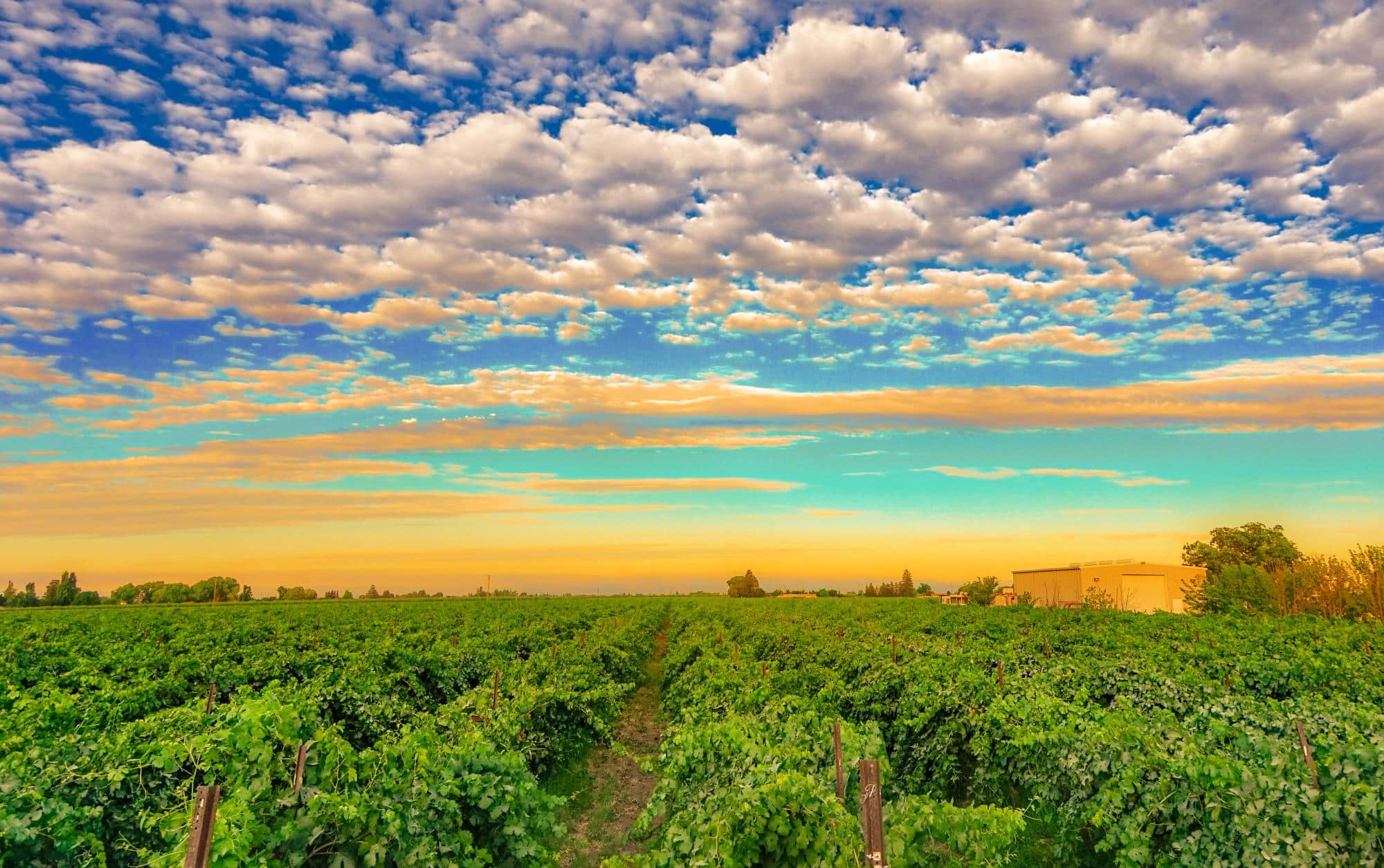 Sunset at the vineyard in Lodi, California, USA in summer