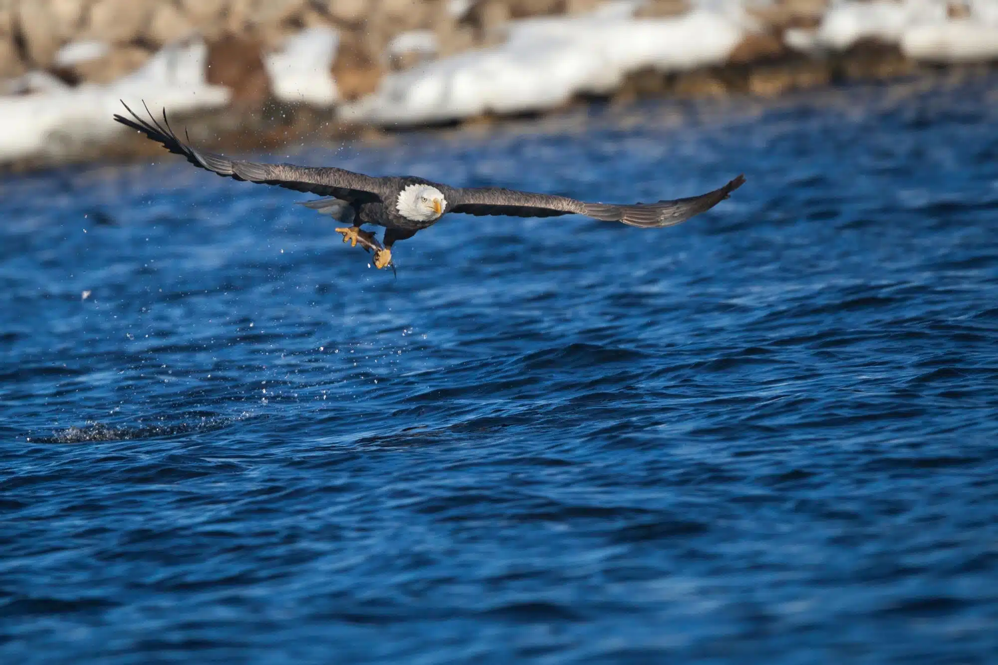 Bald eagle holding a fish just snatched from water along the Mississippi River, Iowa.