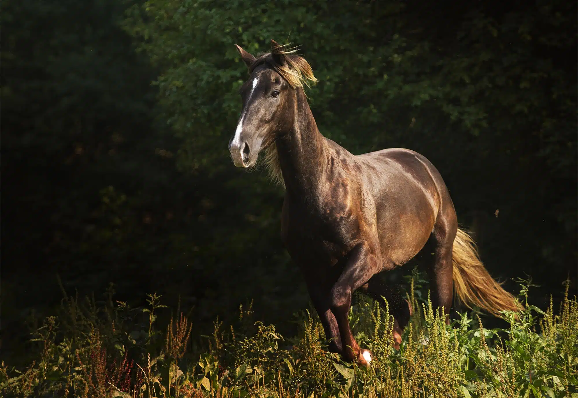 Beautiful Kentucky mountain saddle horse running in nature