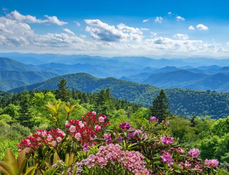 Beautiful flowers blooming in the mountains. Green hills, meadows, and sky in the background. Summer mountain landscape. Near Asheville, Blue Ridge Mountains, North Carolina, USA.