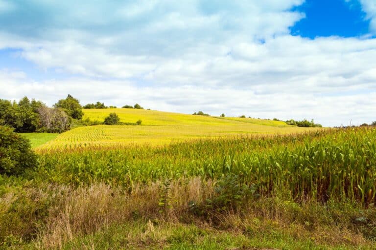 American farmland with blue cloudy sky in Iowa